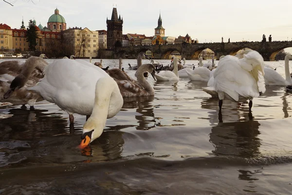 Swans about Charles Bridge, Prague, Czech Republic — Stock Photo, Image