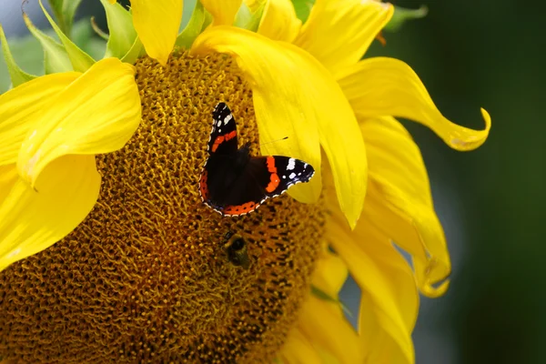 Бабочка и пчела на подсолнухе — стоковое фото