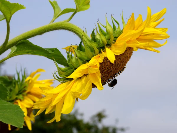 Μέλισσα σε ηλιοτρόπιο — Φωτογραφία Αρχείου