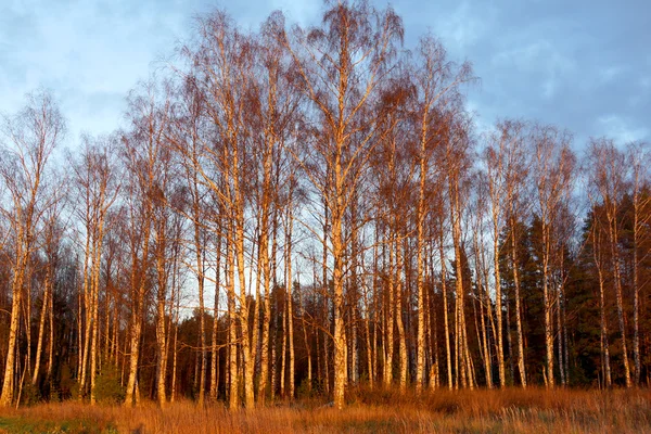 Березовый лес в лучах заходящего осеннего солнца — стоковое фото
