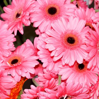 pembe gerbera ve güzel çiçekler