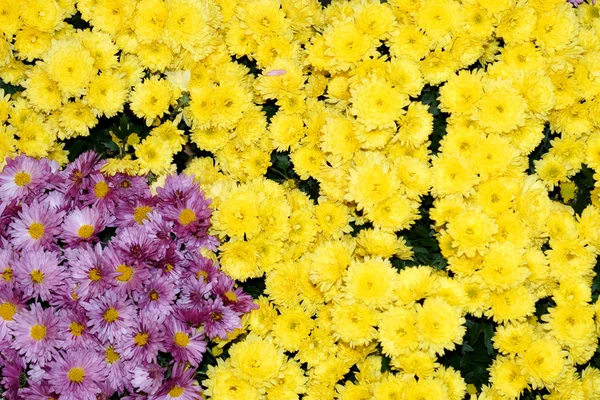 Colorful chrysanthemum flowers beautiful background — Stock Photo, Image