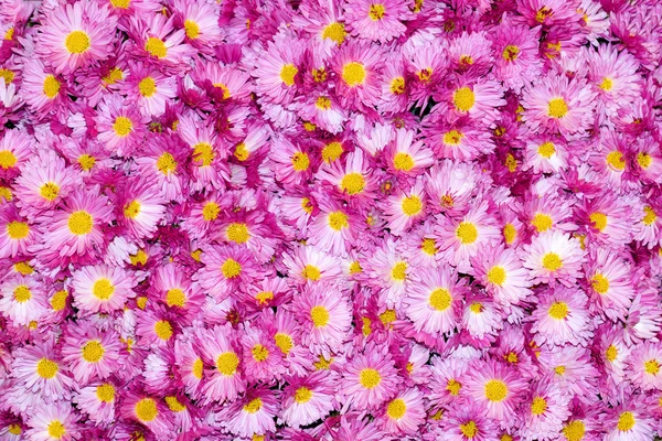 Красочные цветы хризантемы красивый фон — стоковое фото