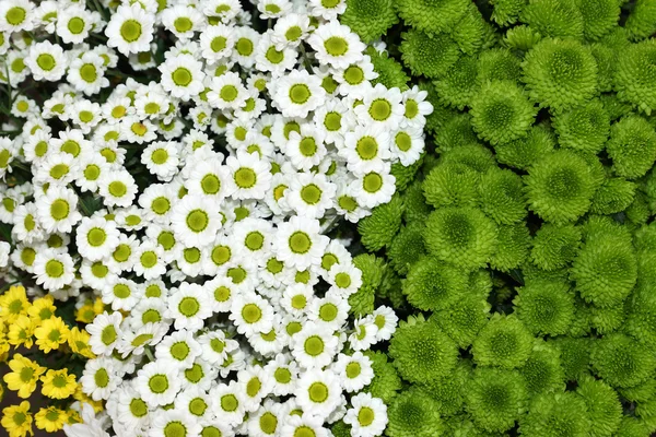 五颜六色的菊花花朵美丽背景 — 图库照片