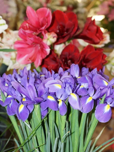 Delicate iridi sullo sfondo di fiori — Foto Stock