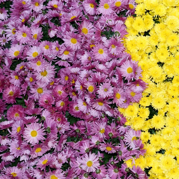 Colorful chrysanthemum flowers beautiful background — Stock Photo, Image