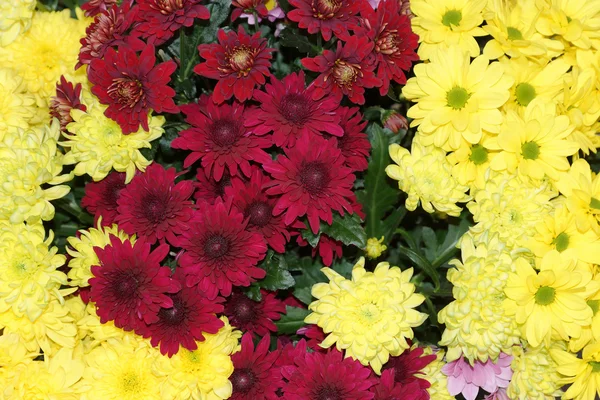 Flores de crisantemo colorido hermoso fondo —  Fotos de Stock