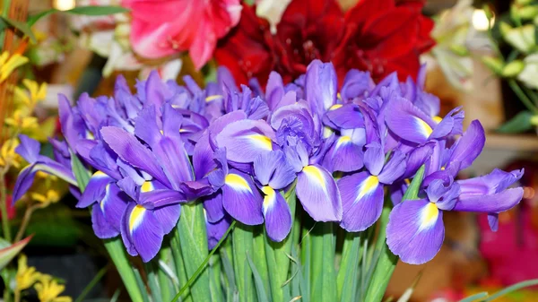 Lirios delicados sobre el fondo de las flores —  Fotos de Stock