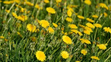 güneşli dandelions yeşil alan arka plan üzerinde