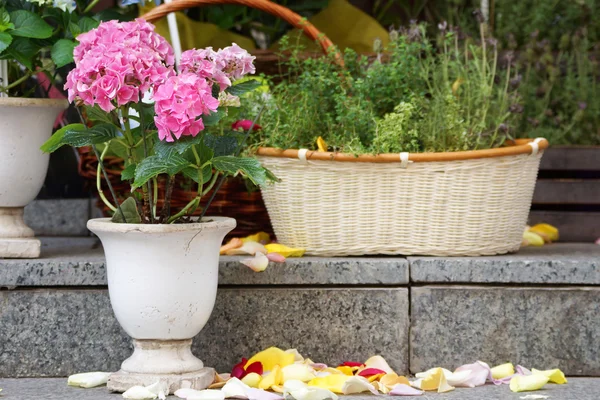 Pink flowers on the granite steps and rose petals — Stock Photo, Image