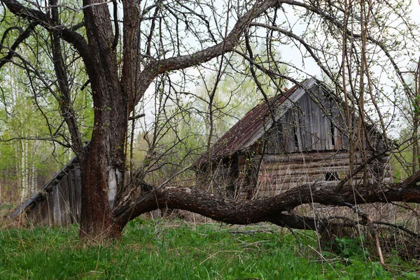 Primavera, a velha árvore de maçã em um contexto do vill destruído — Fotografia de Stock