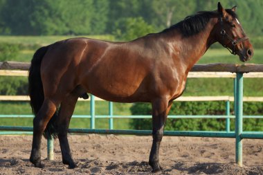 güzel kahverengi at padok içinde