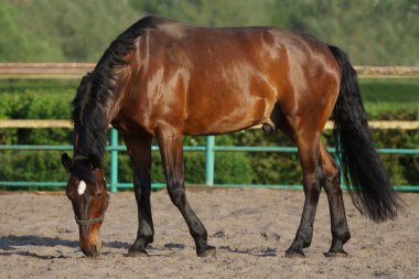 güzel kahverengi at padok içinde