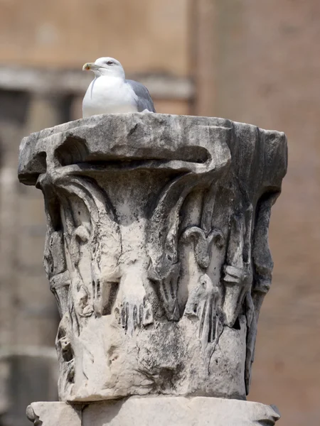 Forum Romanum, kolonner, pilastrar element med Måsen, Rom, — Stockfoto