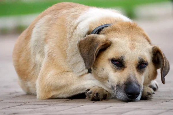 Chien fatigué repose sur le trottoir — Photo