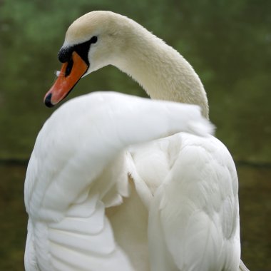 zarif Beyaz Kuğu Gölü