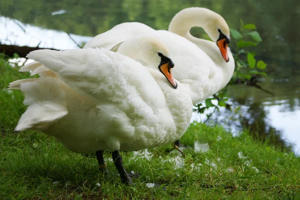 Zwei weiße Schwäne am See — Stockfoto