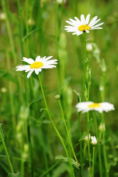 Gänseblümchen vor dem Hintergrund grüner Wiesen — Stockfoto