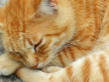 sokakta kedi uyur