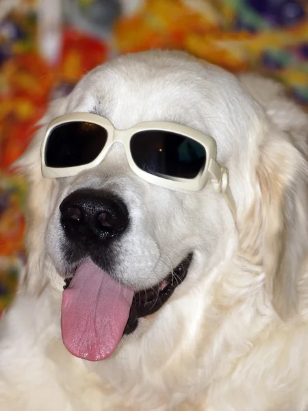 メガネでかわいいのゴールデン ・ リトリーバーの子犬 — ストック写真