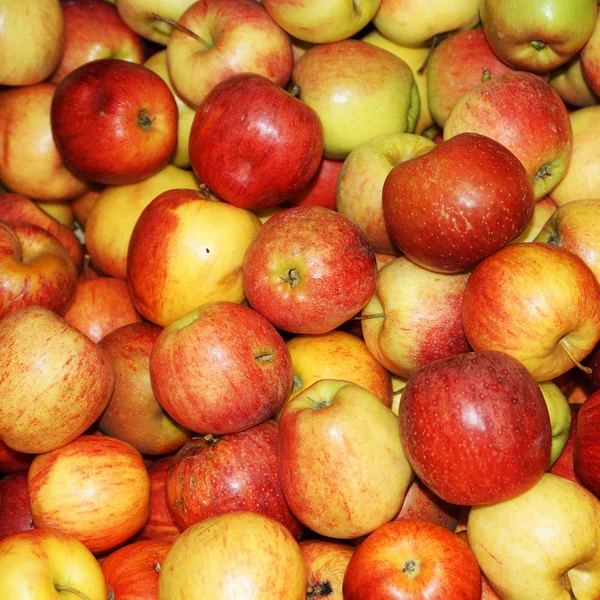 Red apples — Stock Photo, Image