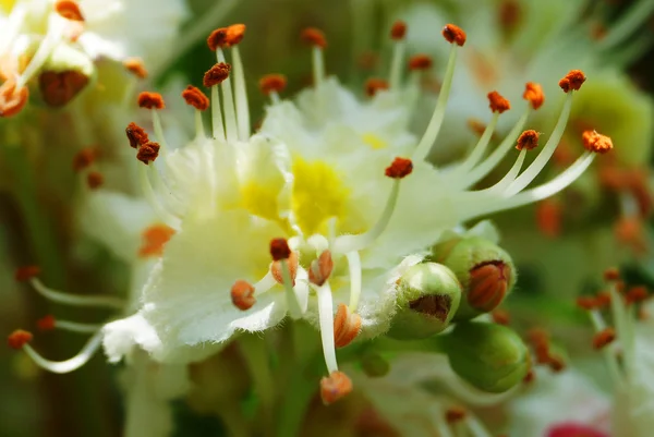 Chestnut flower — Stock Photo, Image