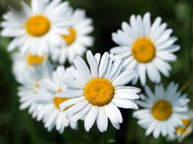margrieten op een achtergrond van groene weiden