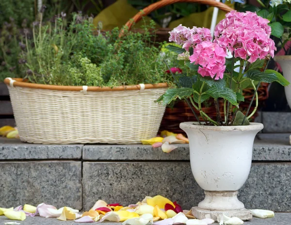 Pink flowers on the granite steps and rose petals — Stock Photo, Image