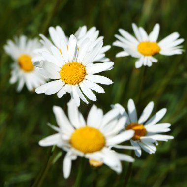 margrieten op een achtergrond van groene weiden