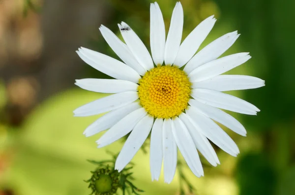 Daisy on a background of green meadows — Stock Photo, Image