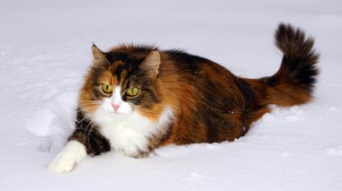 güzel kedi içinde belgili tanımlık kar
