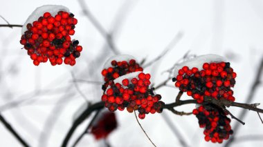 kar altında donmuş üvez