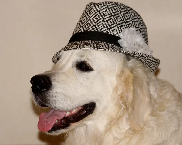 Dog in hat — Stock Photo, Image