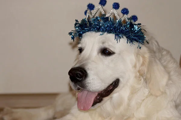 Christmas crown on a cute dog — Stock Photo, Image