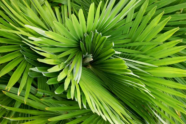 Причудливый рисунок пальмовых листьев — стоковое фото