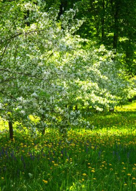 Vişne Bahçesi ve çiçeklenme Zamanı