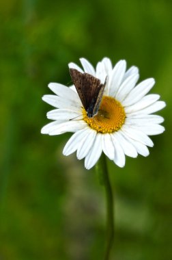 papatya çiçeği ile kelebek