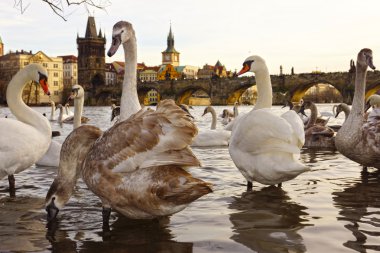 kuğular üzerinde charles bridge, prague, Çek Cumhuriyeti