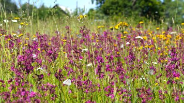Yaz alan çiçekler ve kelebekler