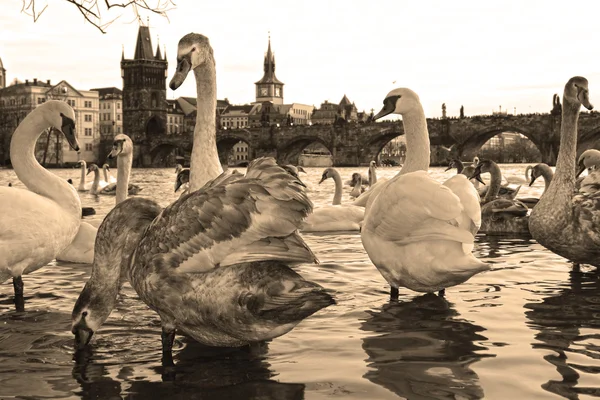 Swans on the Charles Bridge, Prague, Czech Republic — Stock Photo, Image