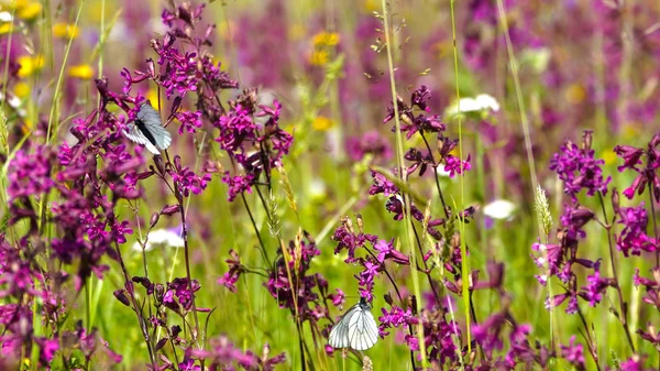 Summer field with flowers and butterflies — Stock Photo, Image