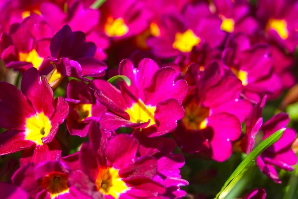 Gently beautiful flowers purple — Stock Photo, Image