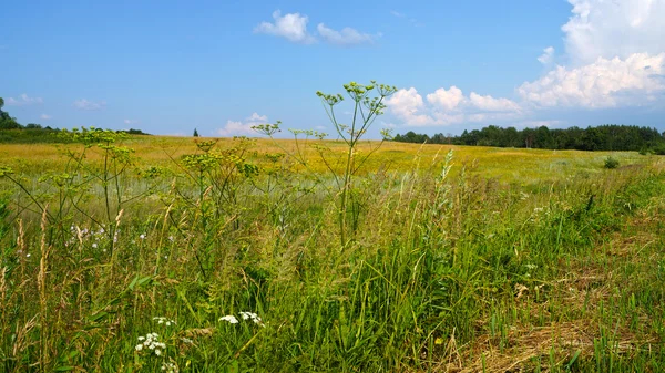晴れた日に夏の畑 — ストック写真