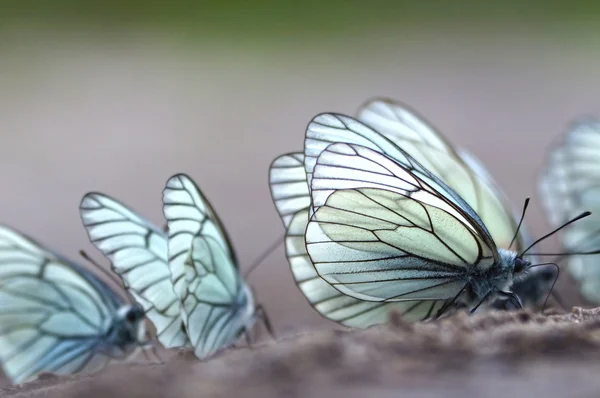 Бабочки. Чёрная вена (Aporia crataegi ) — стоковое фото