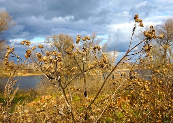 Torr kardborre — Stockfoto