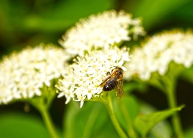 beyaz çiçek arıya