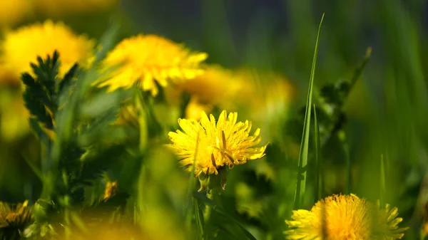 Солнечные одуванчики на зеленом фоне поля — стоковое фото