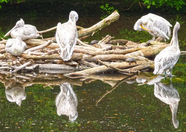 Grupp av pelikaner i dammen — Stockfoto
