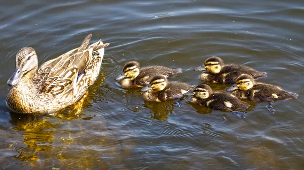 Duck family — Stock Photo, Image