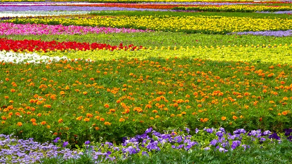 Carpet of flowers — Stock Photo, Image